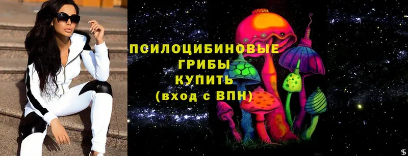 Галлюциногенные грибы Psilocybine cubensis  закладка  Красный Кут 